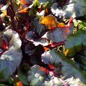 Beta vulgaris cruenta 'Bull's Blood' (2)